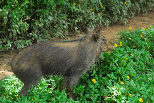 イノシシの成獣